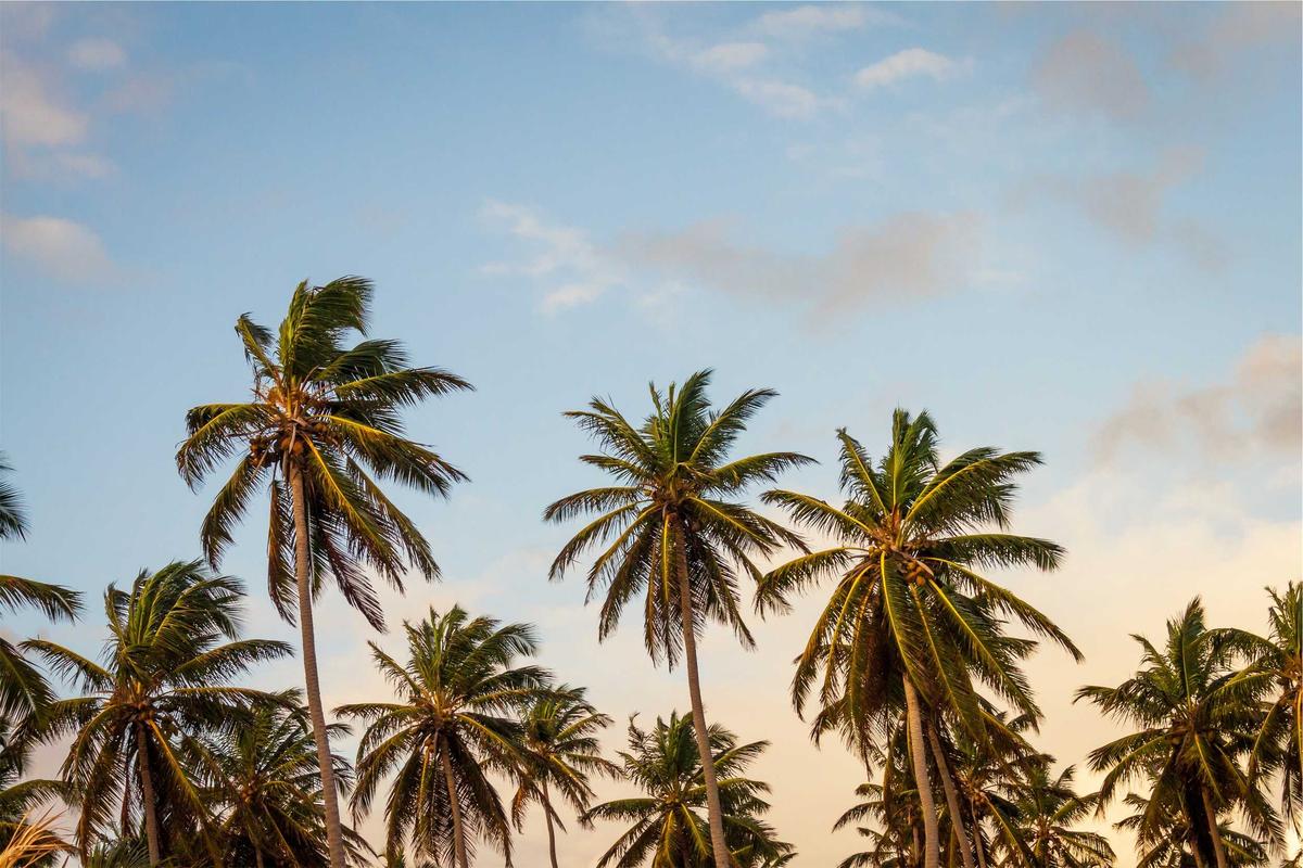 Comoros Takes Helm of Vanilla Islands Association, Signals Growing African Influence
